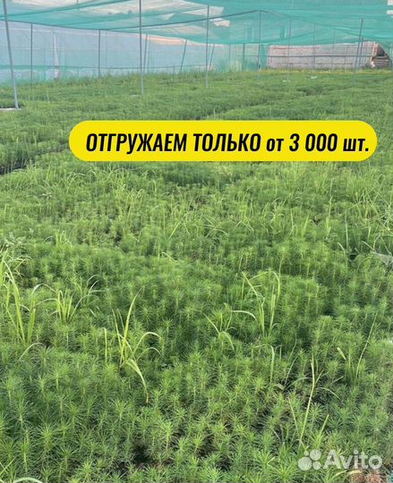 Сеянцы ели зкс