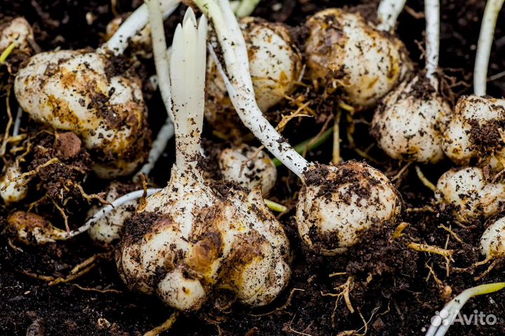 Луковицы лилии оптом