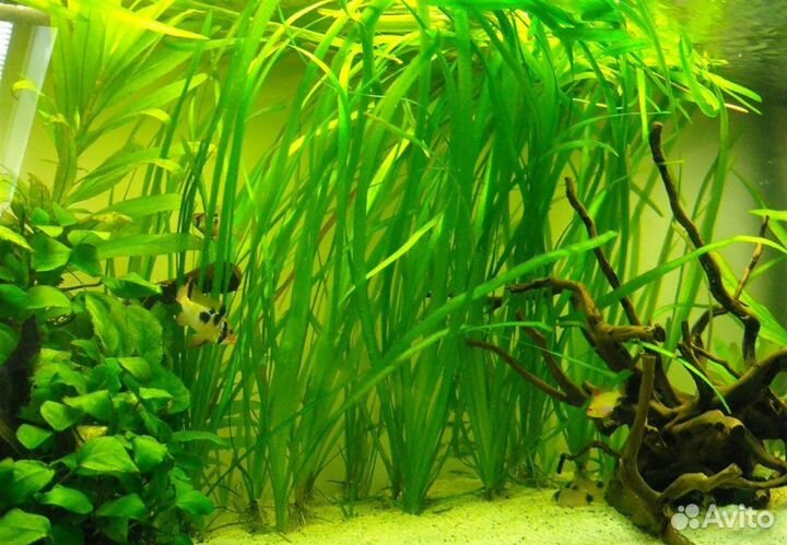 Аквариумные рыбки, мечики, гуппи и мольки