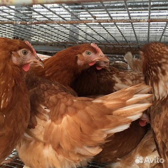 Курочки несушки