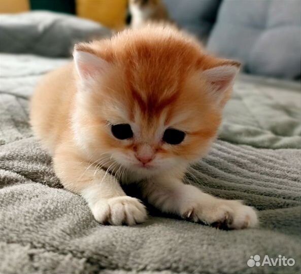 Британцы в роскошном золотом окрасе