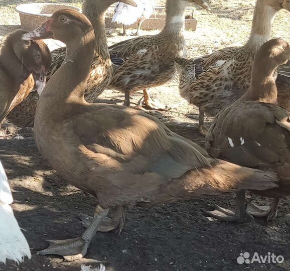 Селезни индоутки, мускусные утки