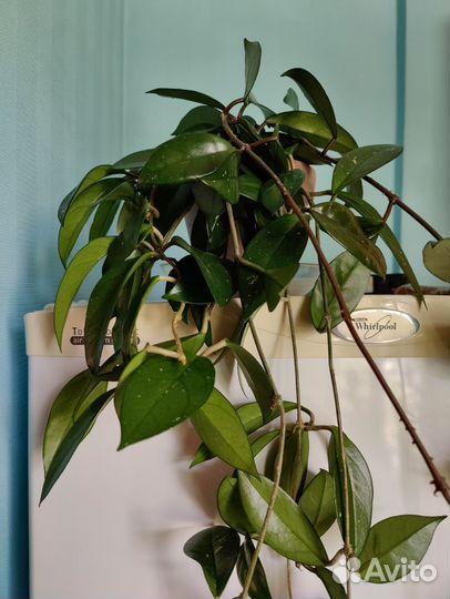 Хойя карноза, восковой плющ, лиана