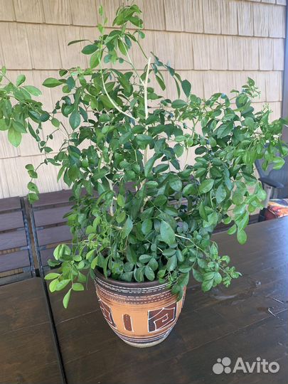 Кротон красный, желтый, мурайя