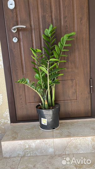 Замиокулькас 1 метр;и второй - 95 см