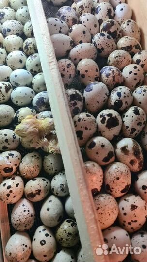 Перепела суточные