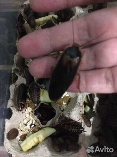 Сверчки, бражник, тараканы