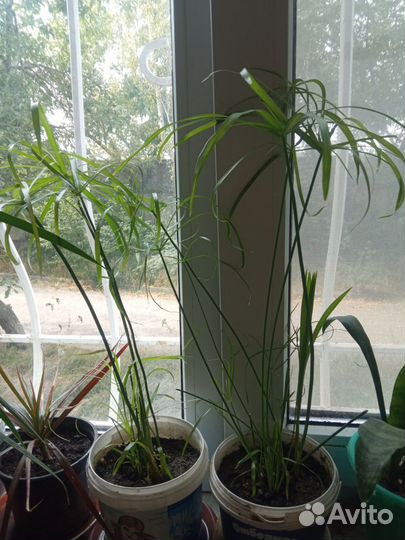 Циперус, Пахистахис