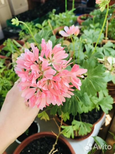 Пеларгония герань стеллар