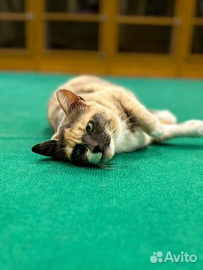 Кошка Шелли