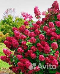 Даймонд Руж Вимс Ред