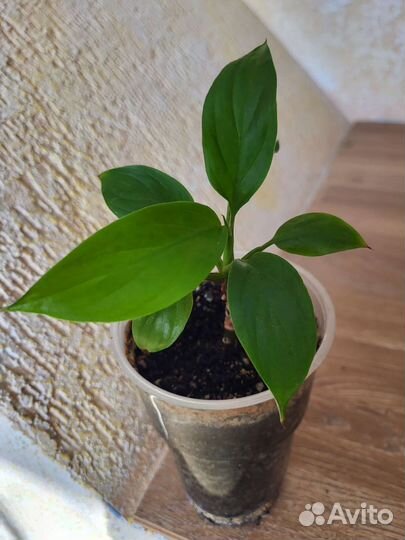 Спатифиллум Шопен