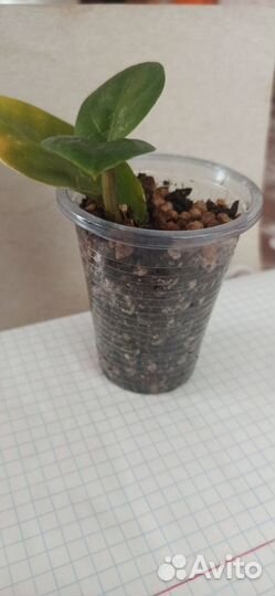 Замиокулькас