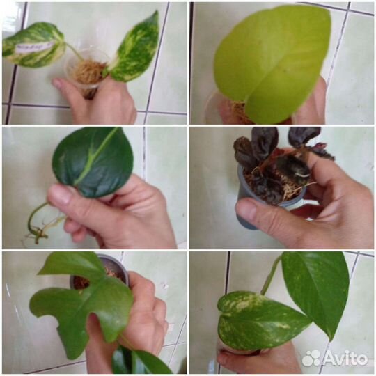 Сциндапсусы,эпипремнумы,монстера,филодендрон