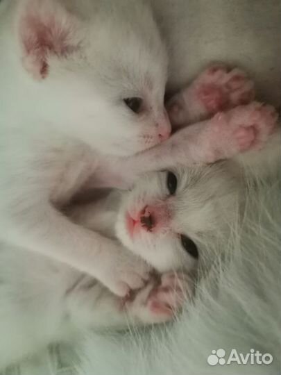 Котенок 1 месяц