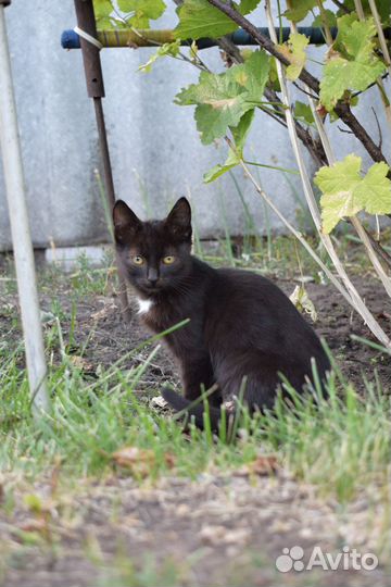 Отдам котят