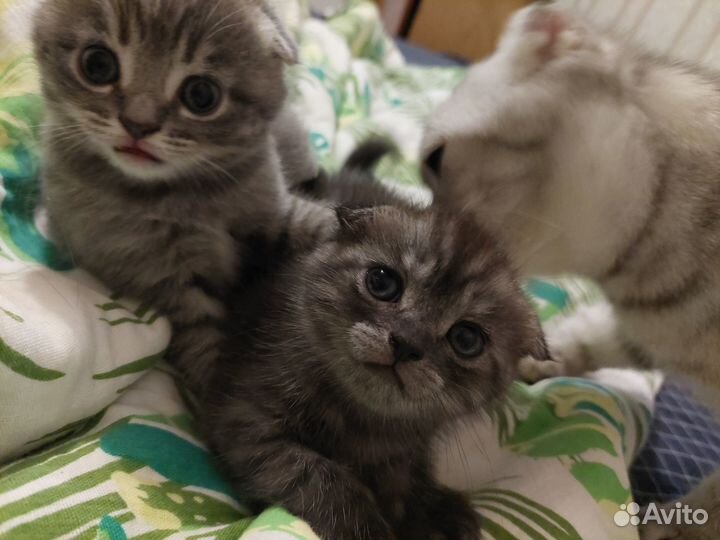 Шотландские вислоухие котята