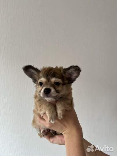 Щенки чихуахуа