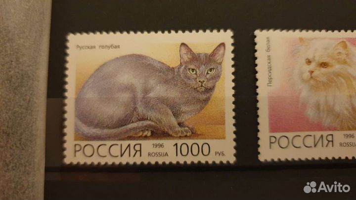 1996, марки РФ Домашние кошки. комплект