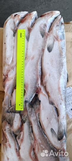 Рыба Горбуша неразделанная свежемороженая 2023 г