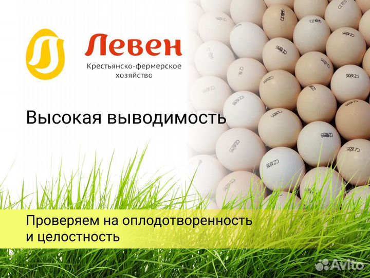 Инкубационное яйцо бройлера (Европа)