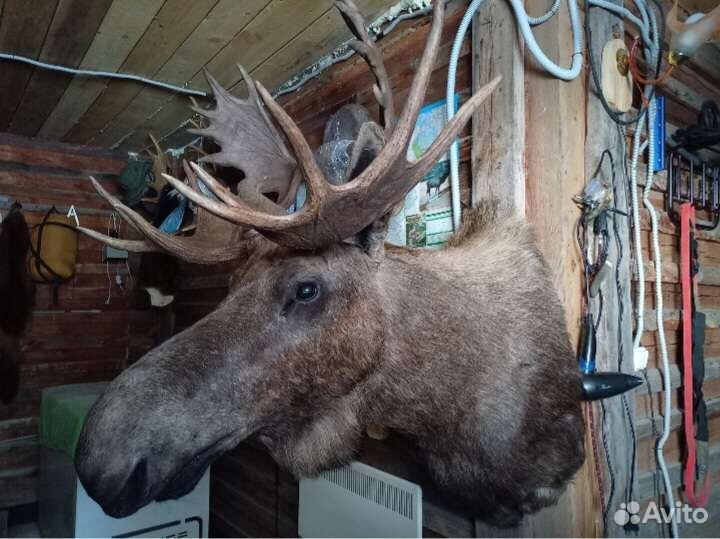 Таксидермия