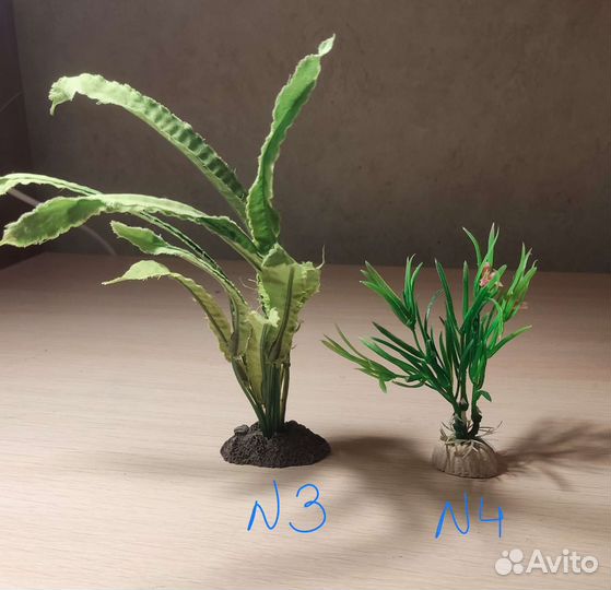 Анцитрусы разные, растения