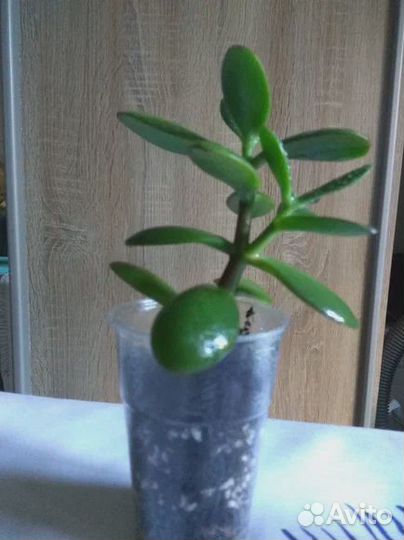 Комнатные растения бесплатно