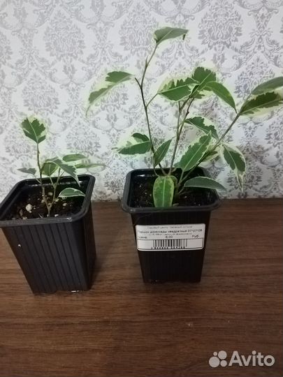 Фикусы Бенджамина