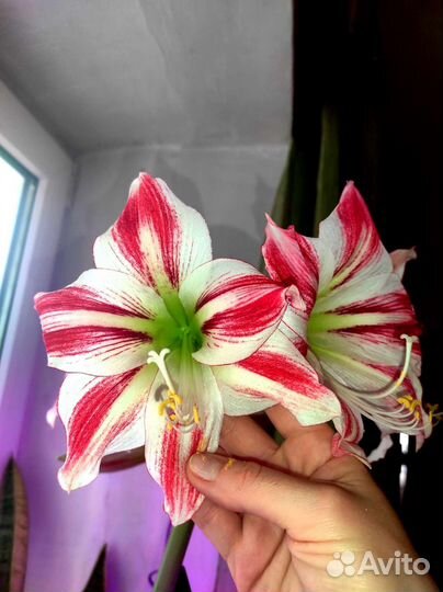 Лилия Тамплиеров