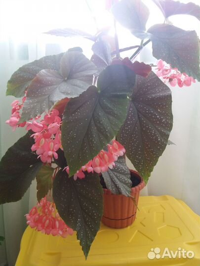 Бегония коралловая