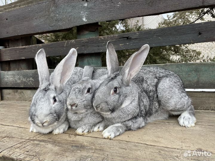 Продаются кролики