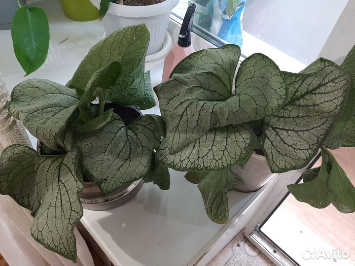 Бруннера растения