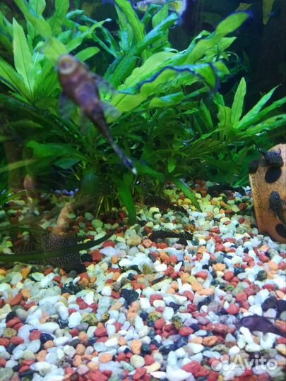 Аквариумные рыбки сомики