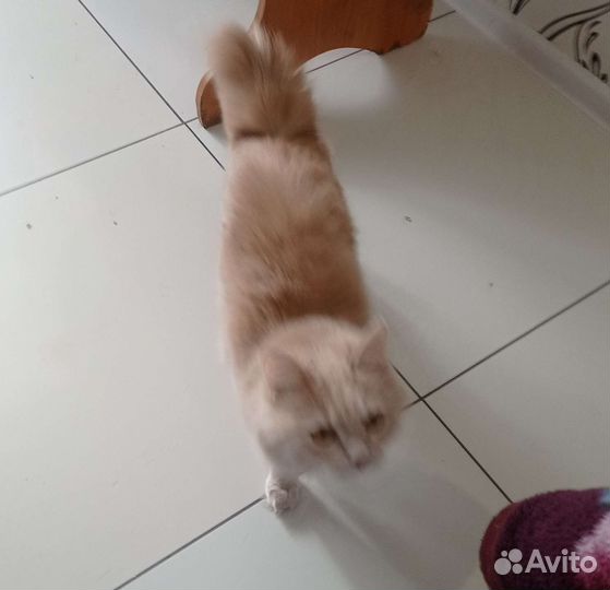 Кошки курильский бобтейл
