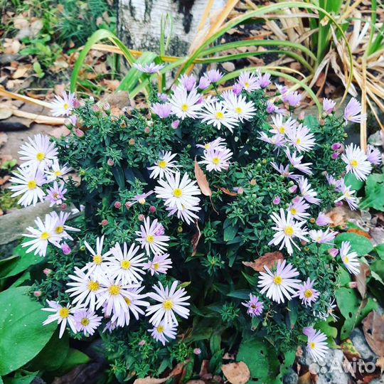 Гвоздика бордюрная, Эхинацея,аквилегия