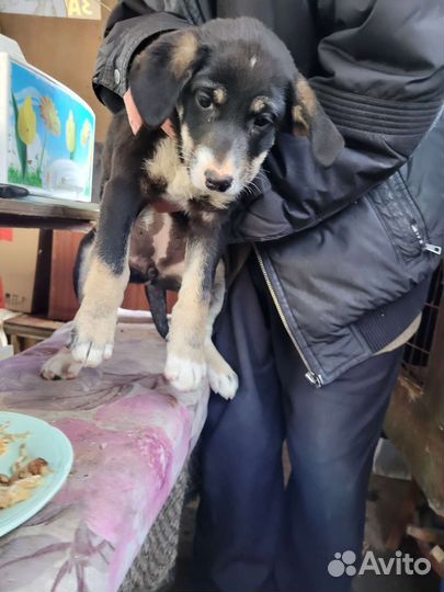 Щенки бесплатно