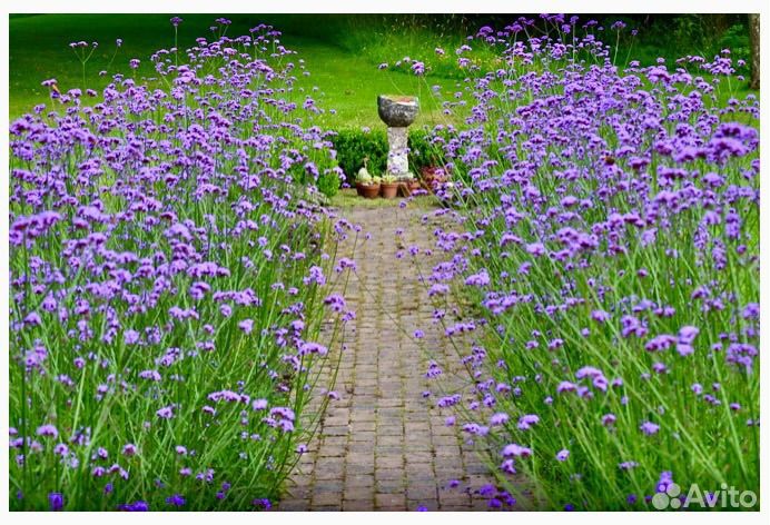 Вербена бонарская