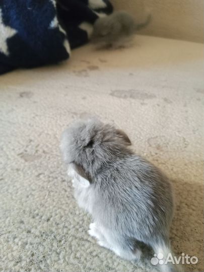 Щенки шиншилл
