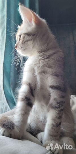 Шотландский кот
