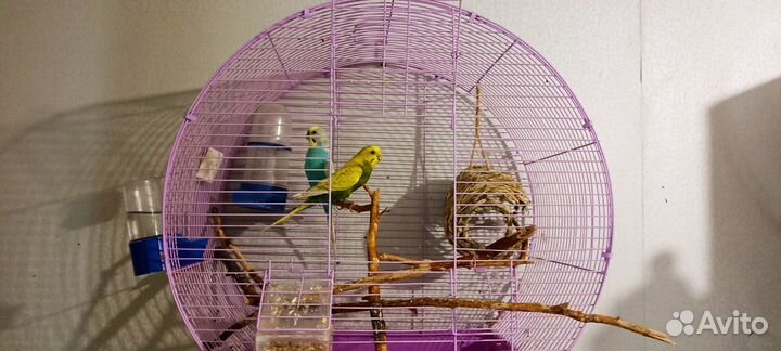 Пара волнистых попугайчиков