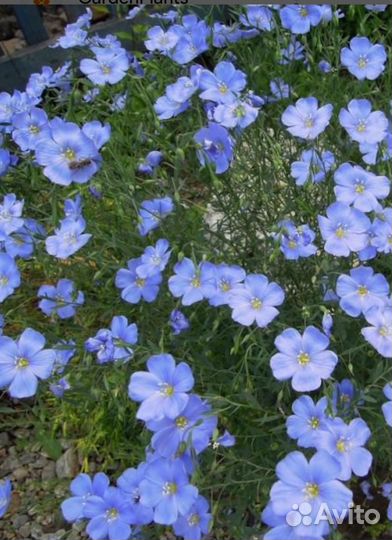 Лён многолетний