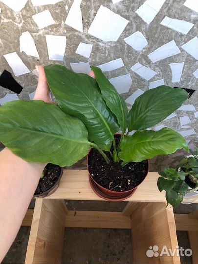 Спатифиллум Свит Лауретта цветет