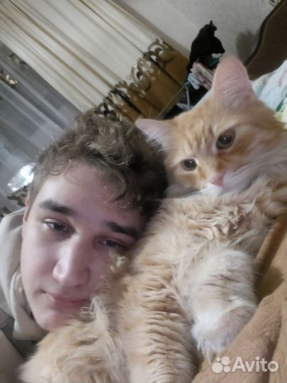 Выгул собак,присмотр за домашними животными