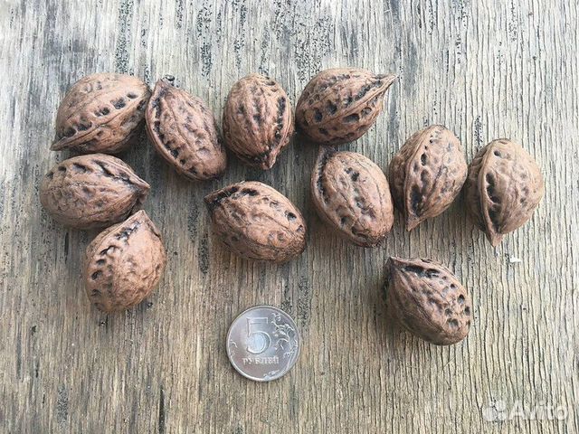 Орех Зибольда, разные сорта на посадку