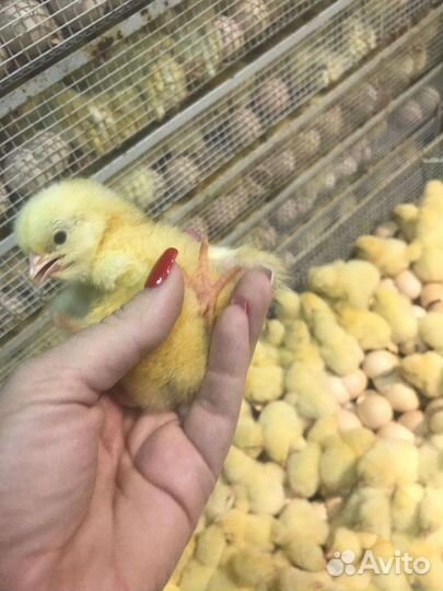 Гусята,бройлеры,муларды,индюшата,утята