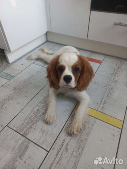 Кавалер кинг чарльз спаниель
