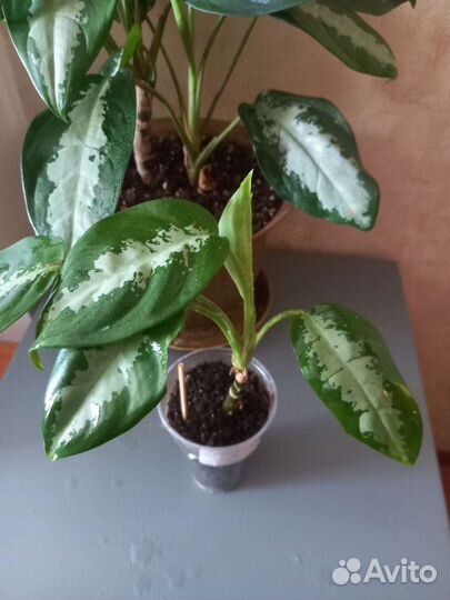 Аглаонема Паттайя Бьюти