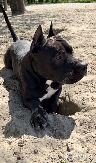 Вязка стаффордширский терьер