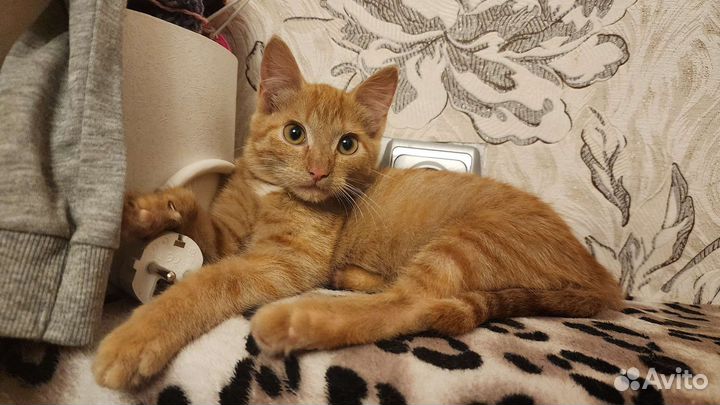 Кошечка в хорошие руки